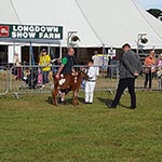 New Forest Show July 2016 - Judging Young Handlers Class